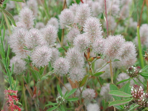 Trifolium arvense